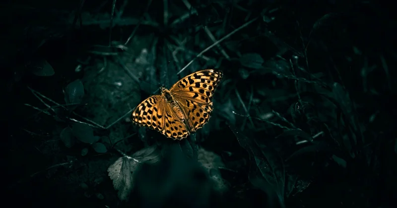 Des symboliques plus sombres que personne ne vous raconte