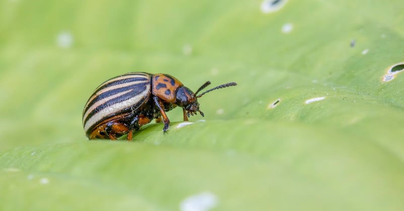 Pourquoi les crawlers sont essentiels pour l’indexation des sites web