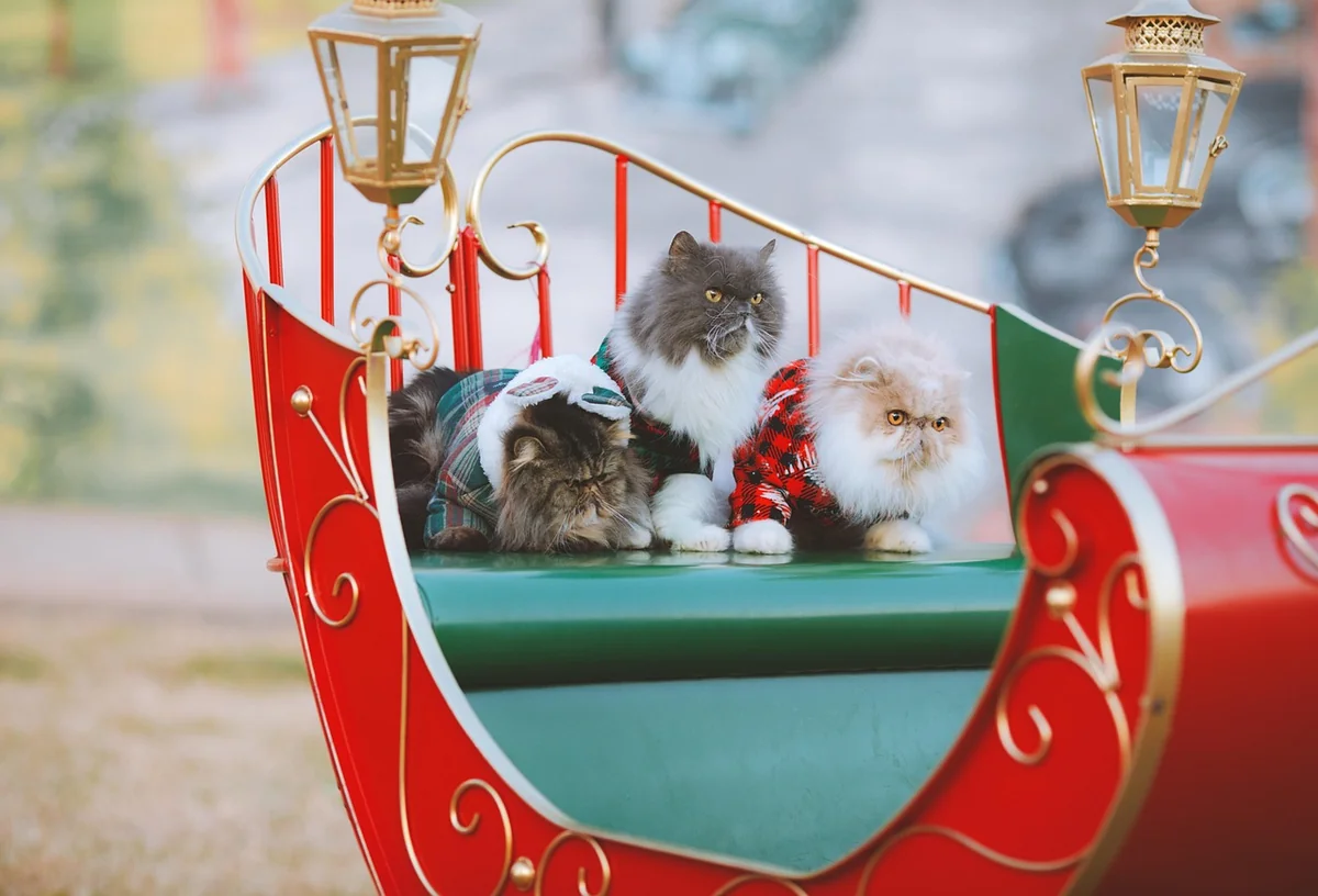 Mythe ou réalité : le chat hypoallergénique