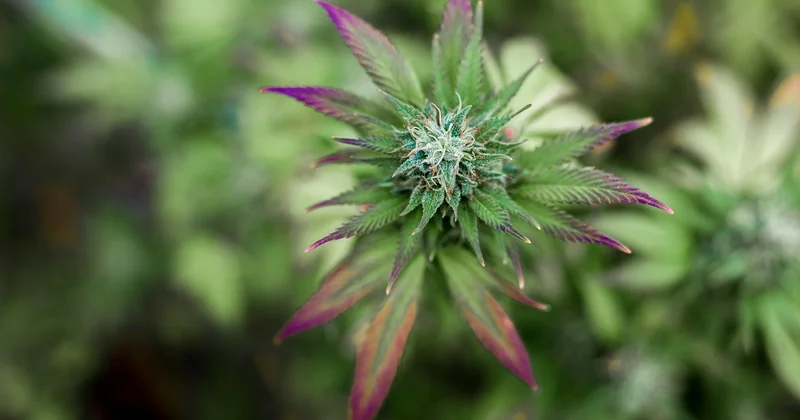 Meilleur CBD à fumer : ce qui différencie un bon site d'un autre