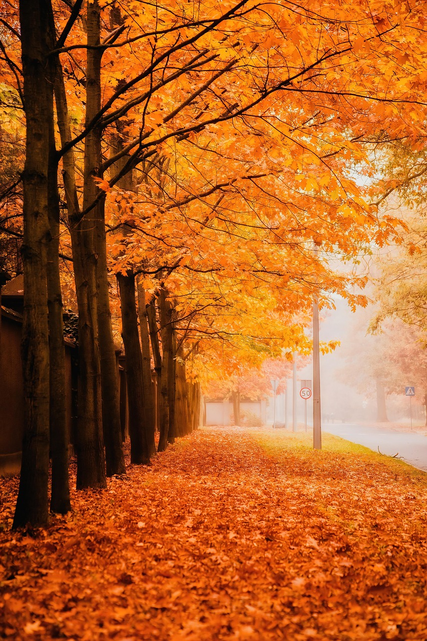 d&eacute;couvrez notre season pass pour profiter pleinement de toutes les saisons avec acc&egrave;s exclusif, contenus suppl&eacute;mentaires et avantages r&eacute;serv&eacute;s aux membres.